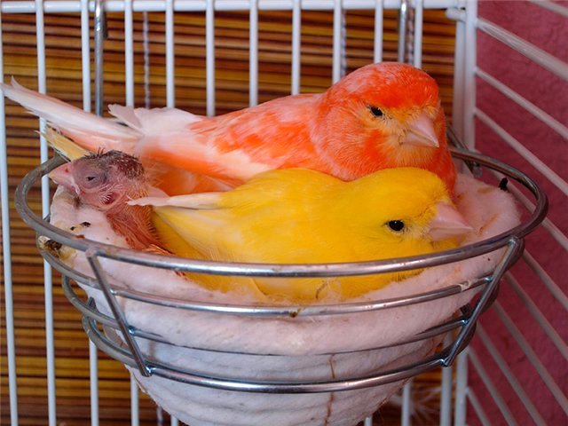 Содержание канареек и уход за ними в Чадане