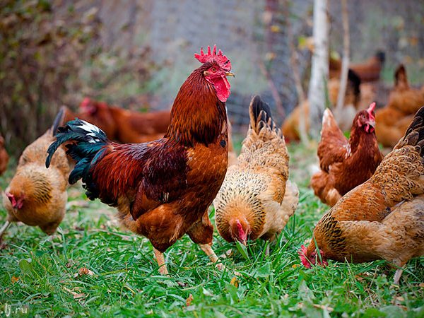 Породы куриц | ЗооТом - продажа, вязка и услуги для животных в Чадане