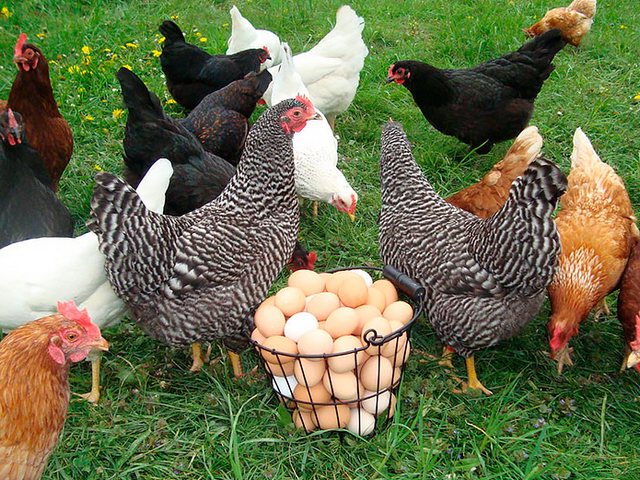 Содержание кур и уход за ними | ЗооТом - продажа, вязка и услуги для животных в Чадане