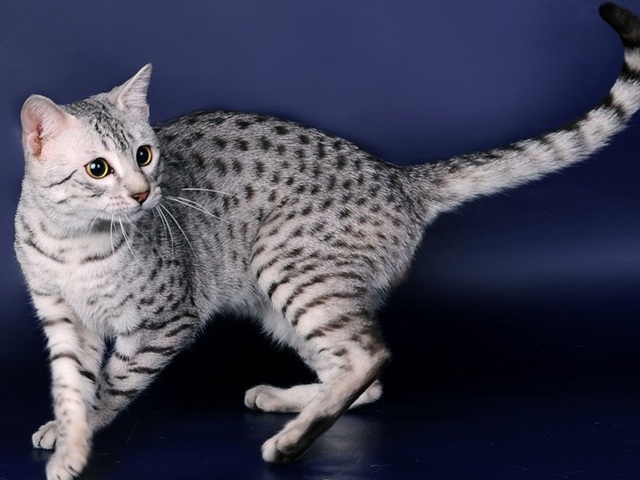 Породы кошек в Чадане | ЗооТом портал о животных
