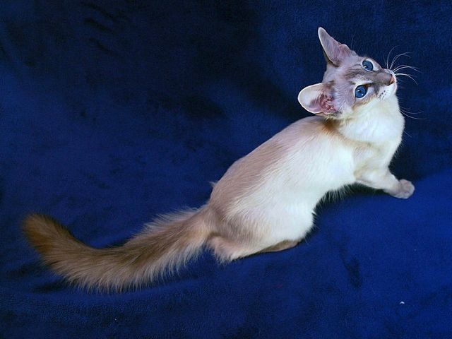 Выведенные породы кошек в Чадане | ЗооТом портал о животных