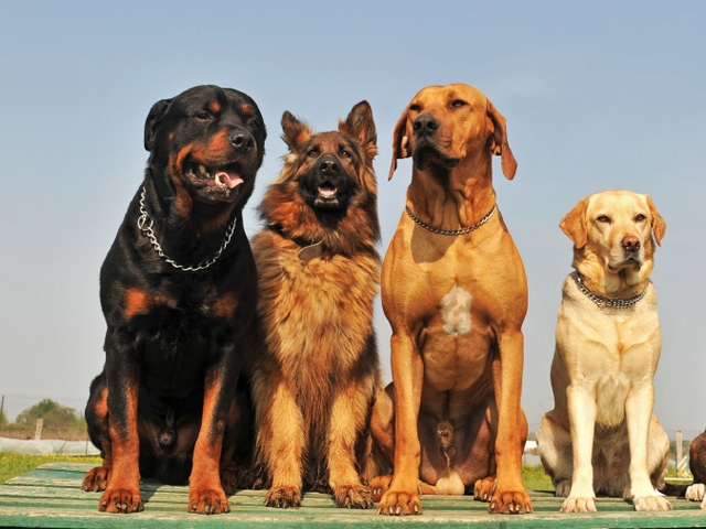 Крупные породы собак в Чадане | ЗооТом портал о животных