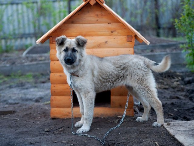 Все о собаках в Чадане Все о собаках в Чадане